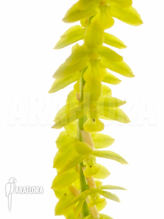Dendrochilum filiforme Starter