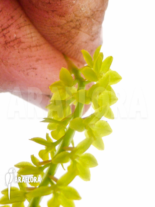 Dendrochilum filiforme Starter