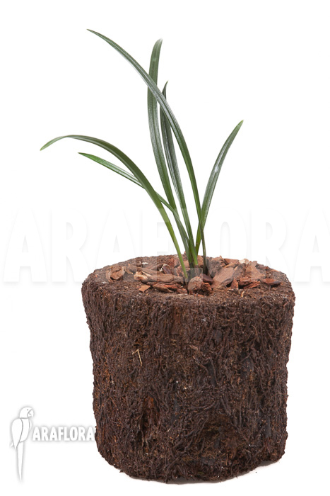 Dendrochilum javieri ‘Yellow’ ‘Starter’