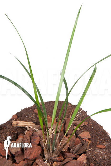 Dendrochilum luzonica ‘Starter’