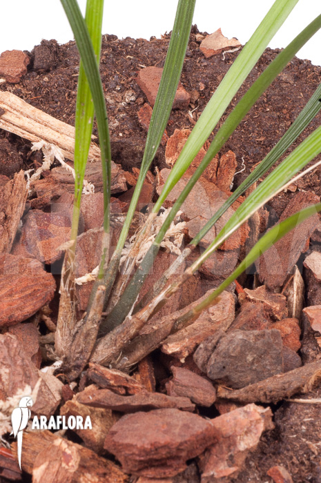 Dendrochilum luzonica ‘Starter’