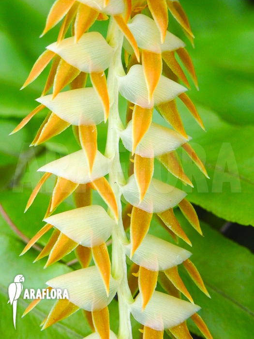 Dendrobium magnum Starter flower