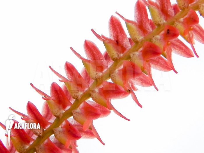 Dendrochilum wenzelii detail