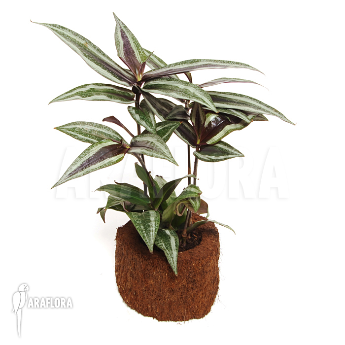 Dichorisandra reginae