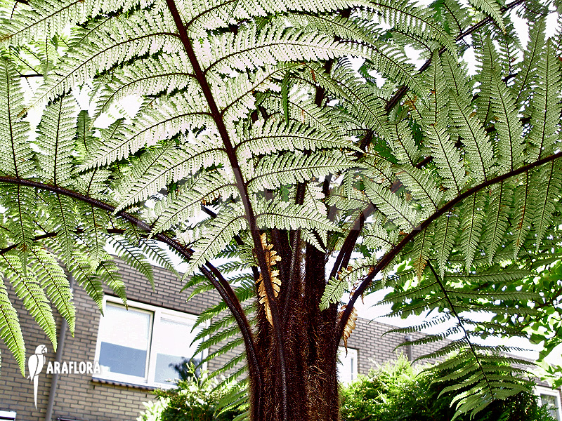 Dicksonia squarossa in garden