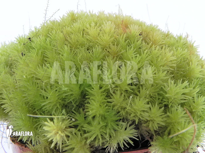 Dicranum species ‘Tropical pillow moss’