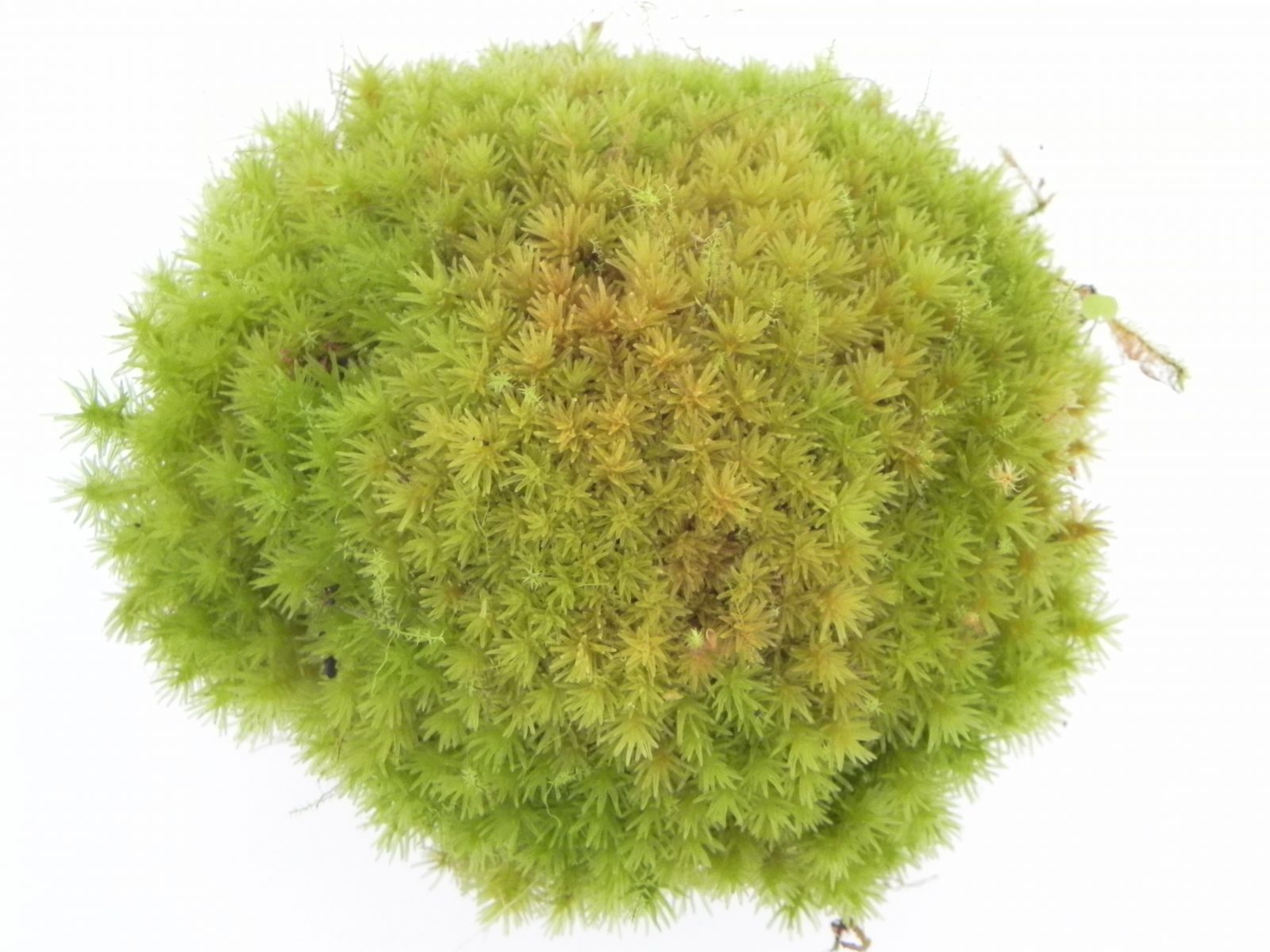 Dicranum species ‘Tropical pillow moss’