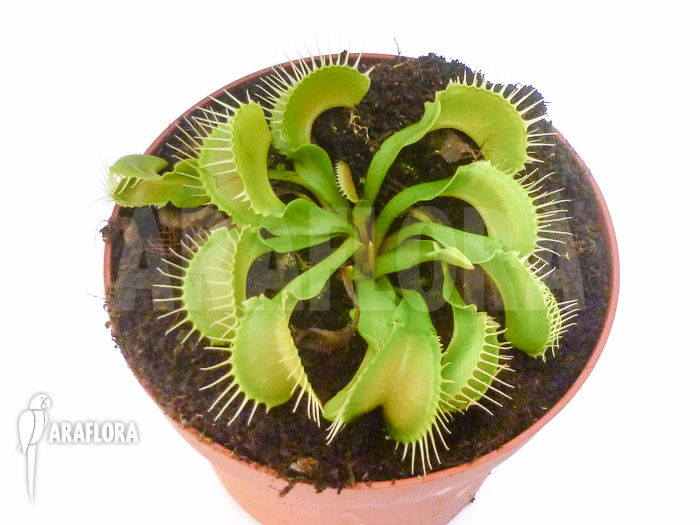 Dionaea muscipula Acer