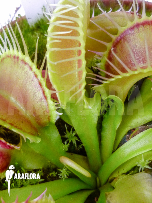 Dionaea muscipula Acer