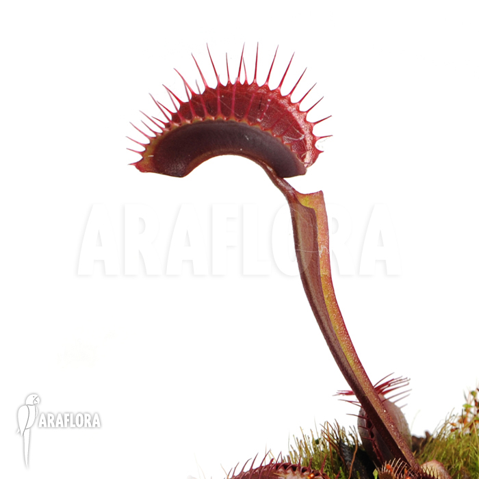 Dionaea muscipula ‘All red’