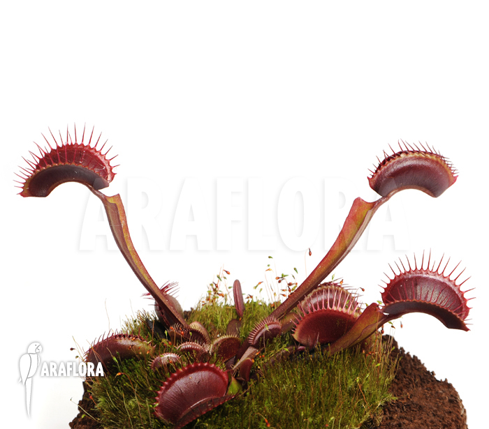 Dionaea muscipula ‘All red’