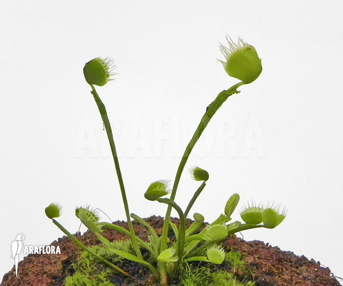 Dionaea muscipula ‘Australian Cup’