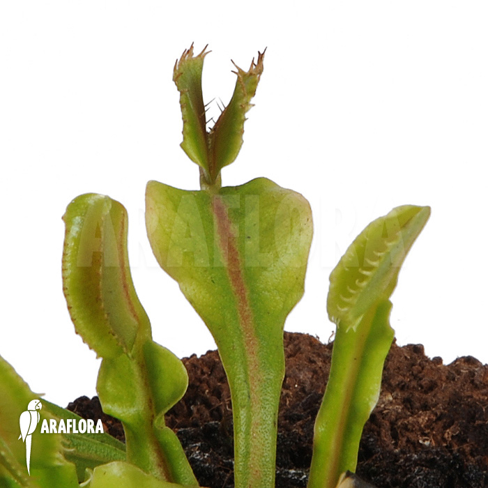 Dionaea muscipula ‘Avator’