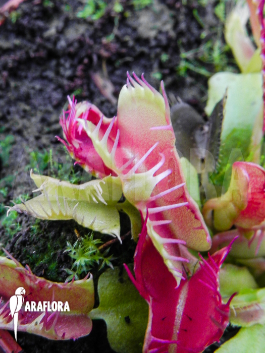 Dionaea muscipula Bad Luck