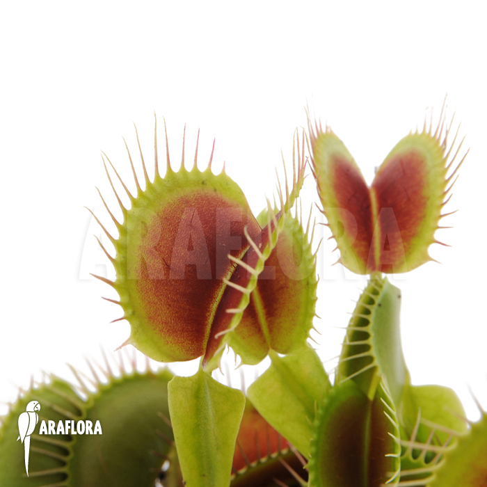 Dionaea muscipula ‘Beauty star’