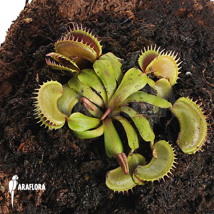 Dionaea muscipula ‘Bitter moon’