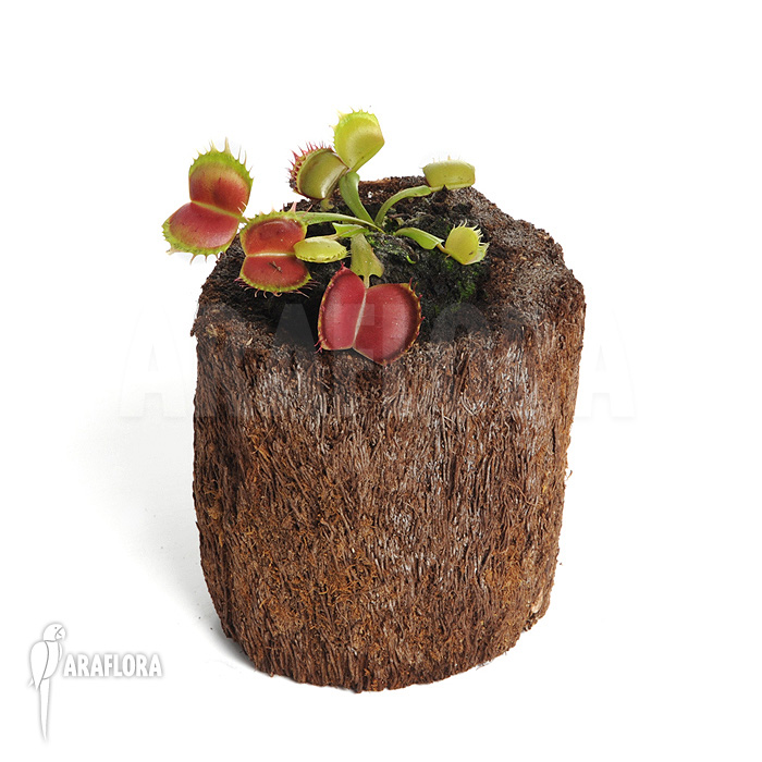 Dionaea muscipula ‘Bloody square’