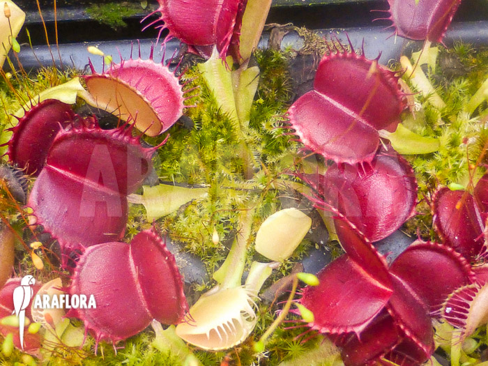 Dionaea muscipula ‘Bloody square’ Starter