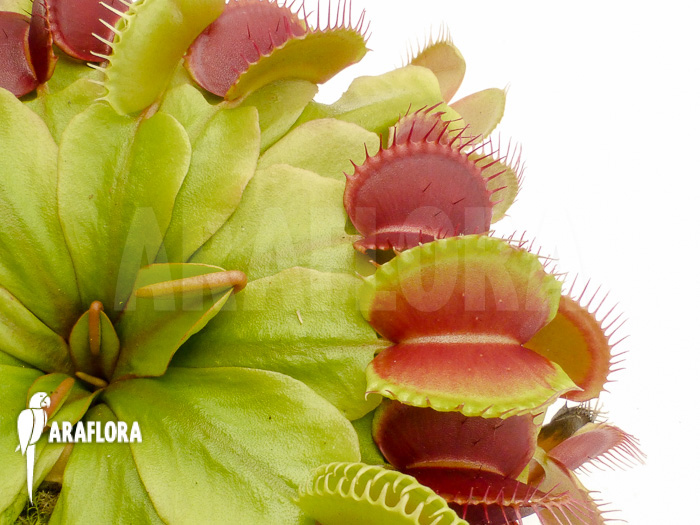 Dionaea muscipula ‘Booby trap’