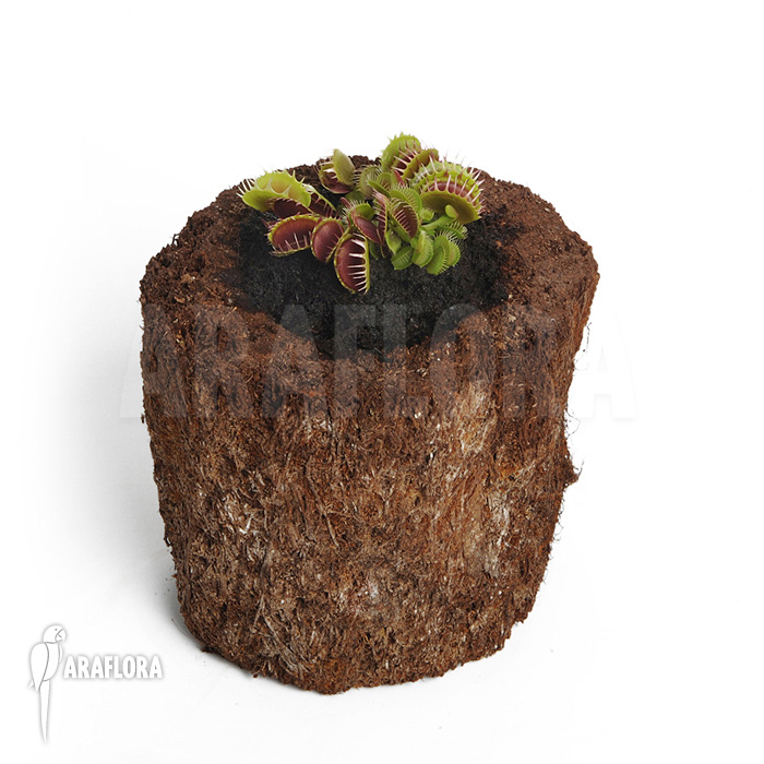 Dionaea muscipula ‘Booby trap’