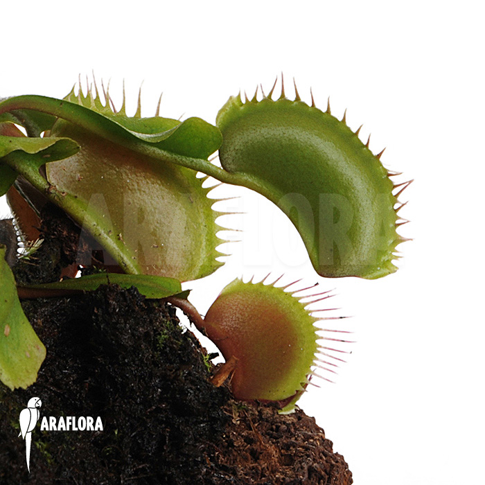 Dionaea muscipula ‘Bronco’