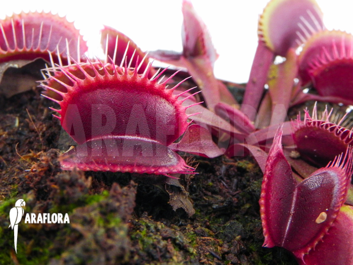 Dionaea muscipula Clayton’s red sunset
