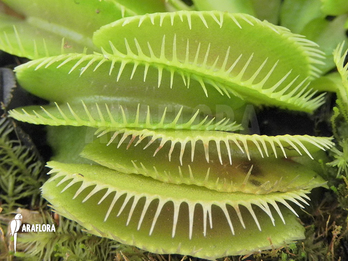 Dionaea muscipula ‘Cluster traps’ ‘L’