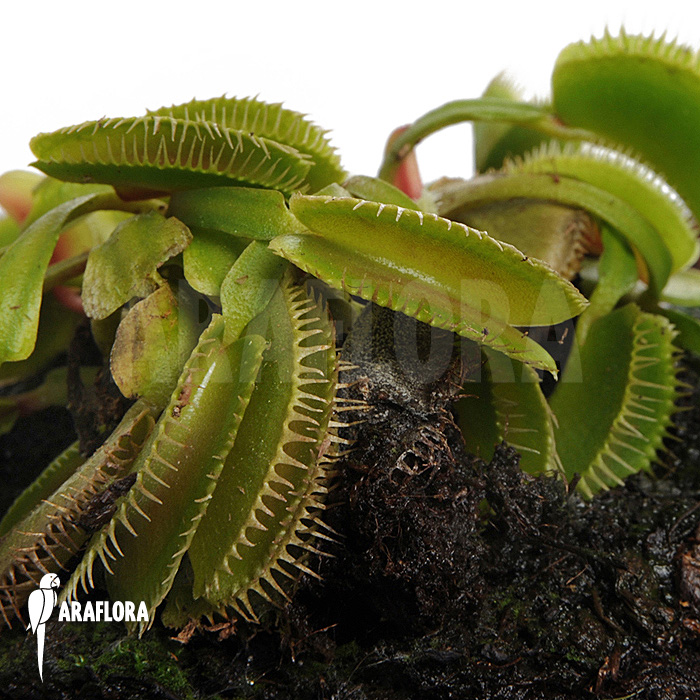 Dionaea muscipula ‘Cluster traps’ ‘M’