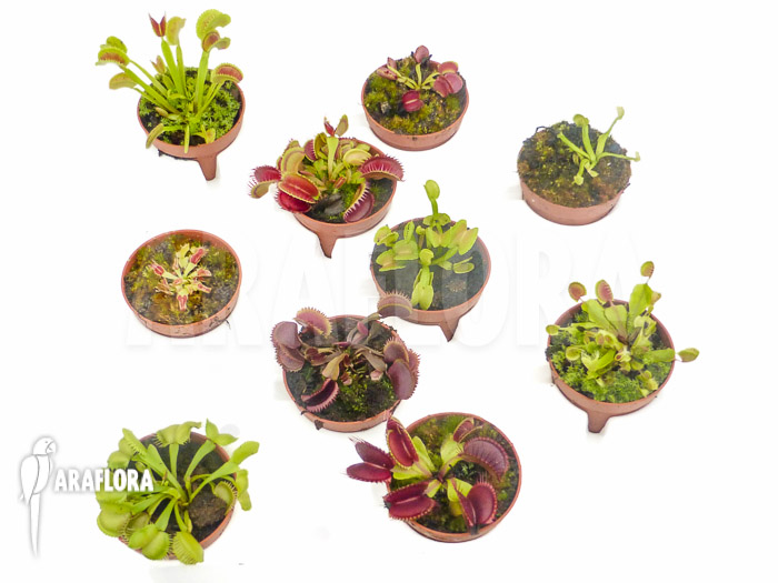 Dionaea muscipula ‘Collectors Package’