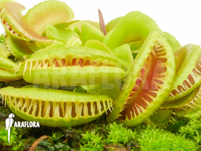 Dionaea muscipula ‘Crested Jaws Smiley’