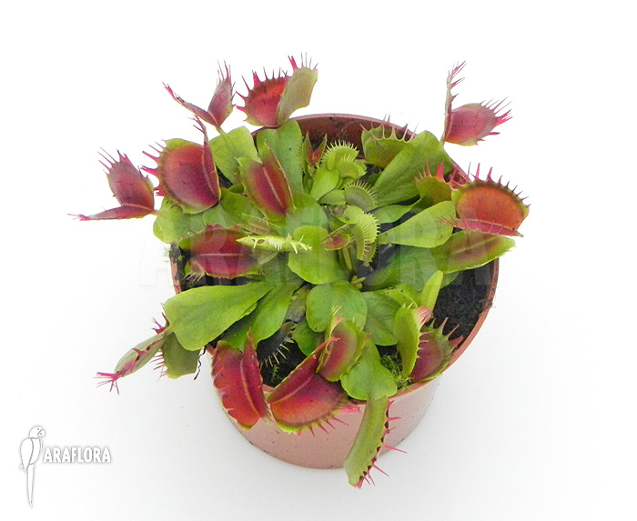 Dionaea muscipula ‘Crispy sun’