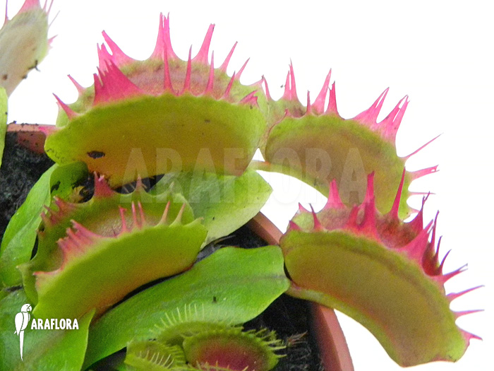 Dionaea muscipula ‘Crispy sun’