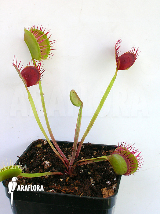 Dionaea muscipula ‘Cropped teeth’