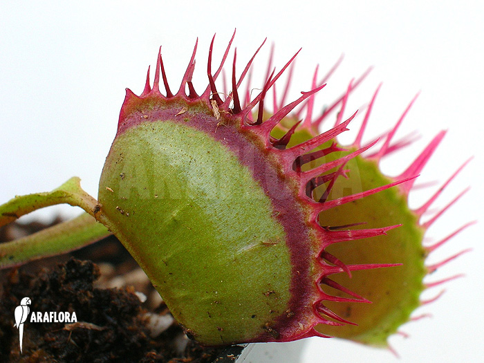 Dionaea muscipula ‘Cropped teeth’