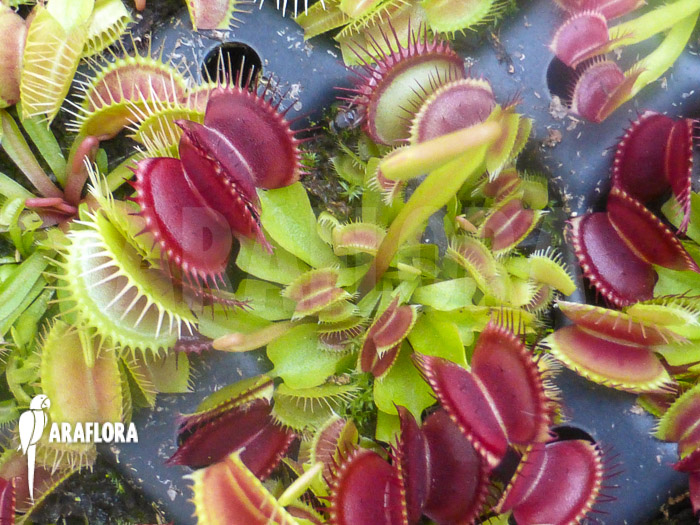 Dionaea muscipula ‘Dingley giant’ ‘Starter’