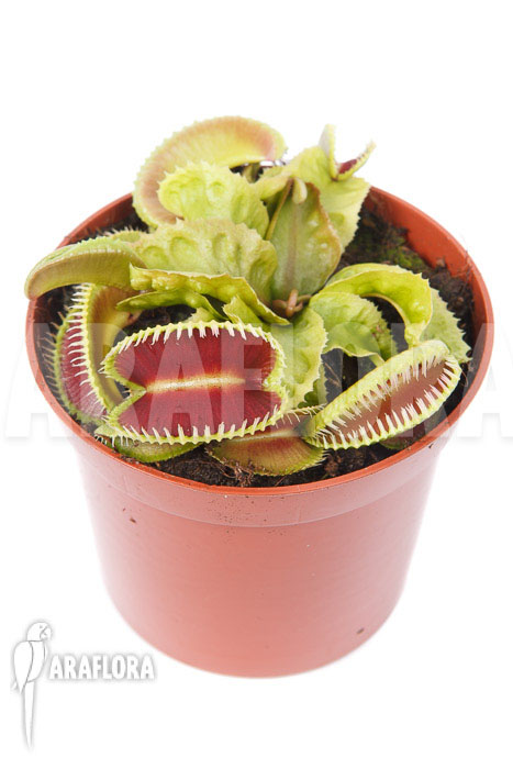 Dionaea muscipula ‘Dino’