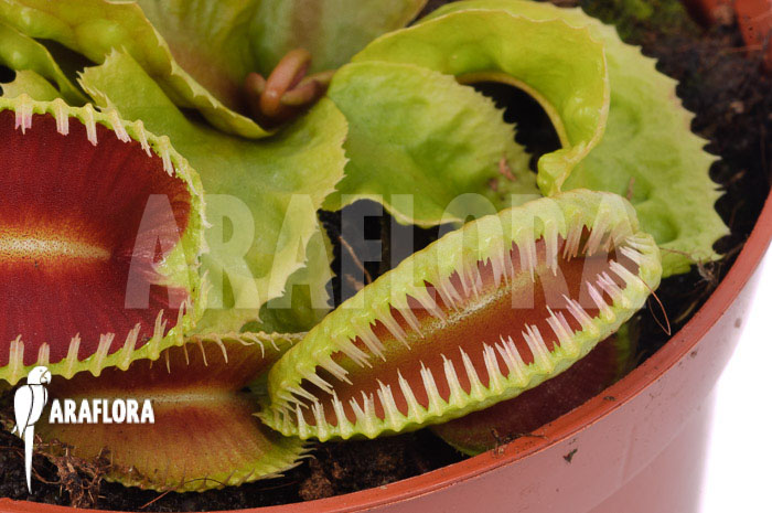 Dionaea muscipula ‘Dino’