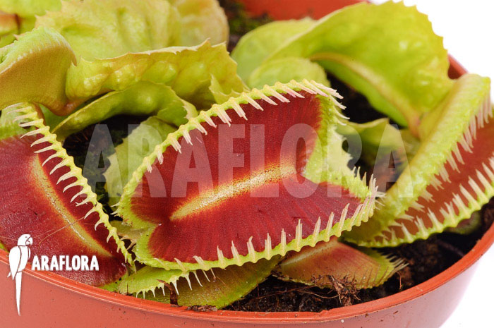 Dionaea muscipula ‘Dino’