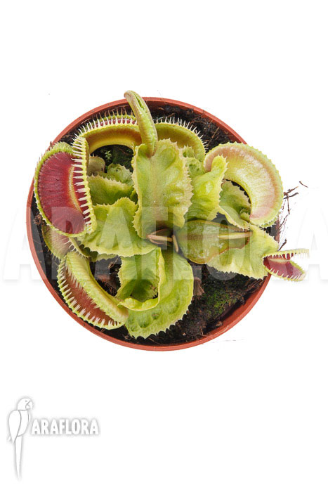 Dionaea muscipula ‘Dino’