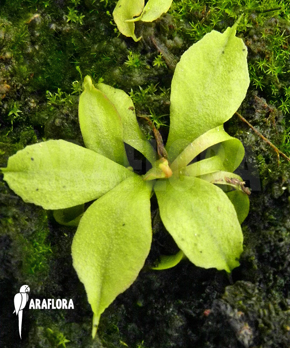 Dionaea muscipula ‘Dr No Trap’