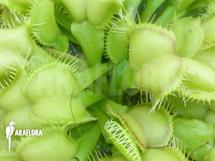 Dionaea muscipula ‘Fireline’