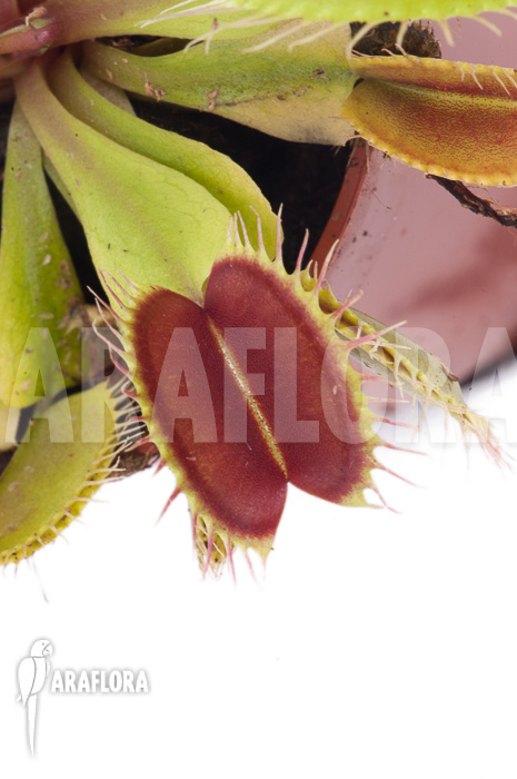 Dionaea muscipula ‘Flexx’