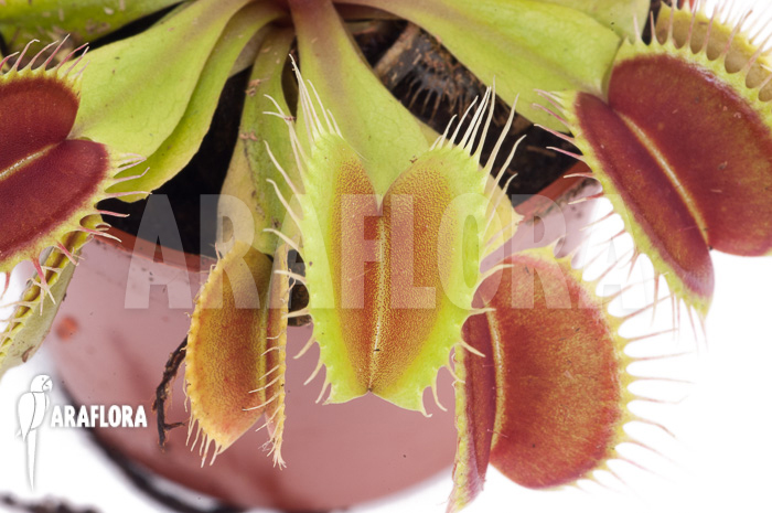 Dionaea muscipula ‘Flexx’