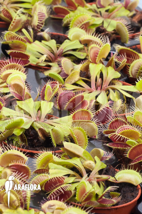 Dionaea muscipula ‘Flexx’