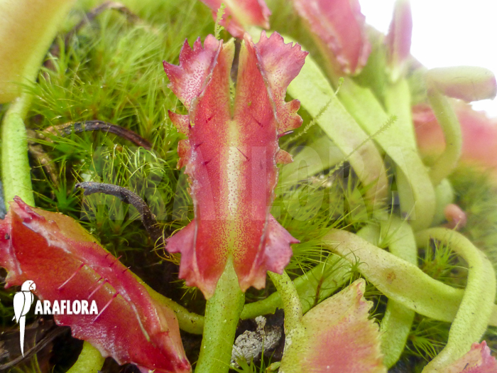 Dionaea muscipula ‘Freaky Star’