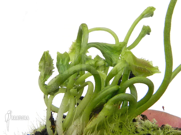 Dionaea muscipula ‘Freaky Star’