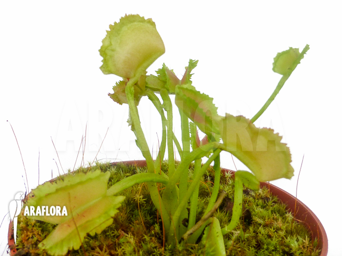 Dionaea muscipula ‘Freaky Star’
