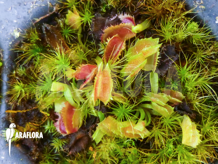 Dionaea muscipula Freaky Star Starter