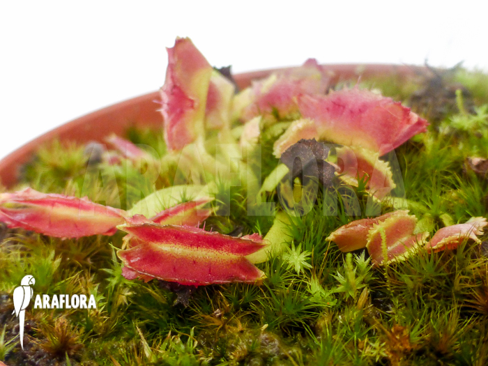 Dionaea muscipula Freaky Star Starter