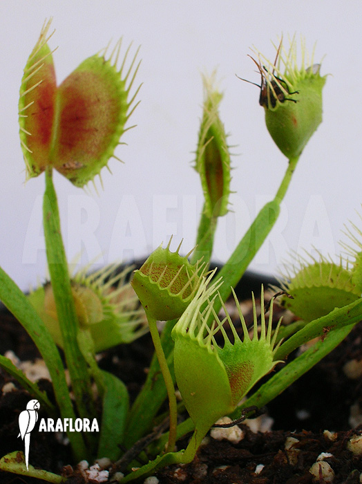 Dionaea muscipula ‘Funnel trap’